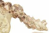 Fossil Oreodont (Merycoidodon) Skull w/ Vertebrae - South Dakota #227375-9